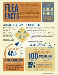 Flea Facts