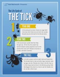 The Life Cycle of the Tick