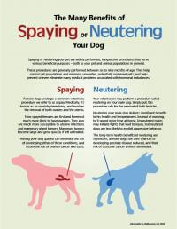 Spaying and Neutering