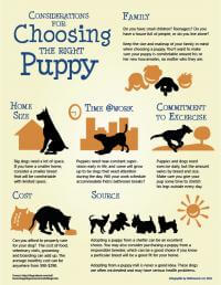 Choosing the Right Puppy